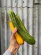 Zucchini