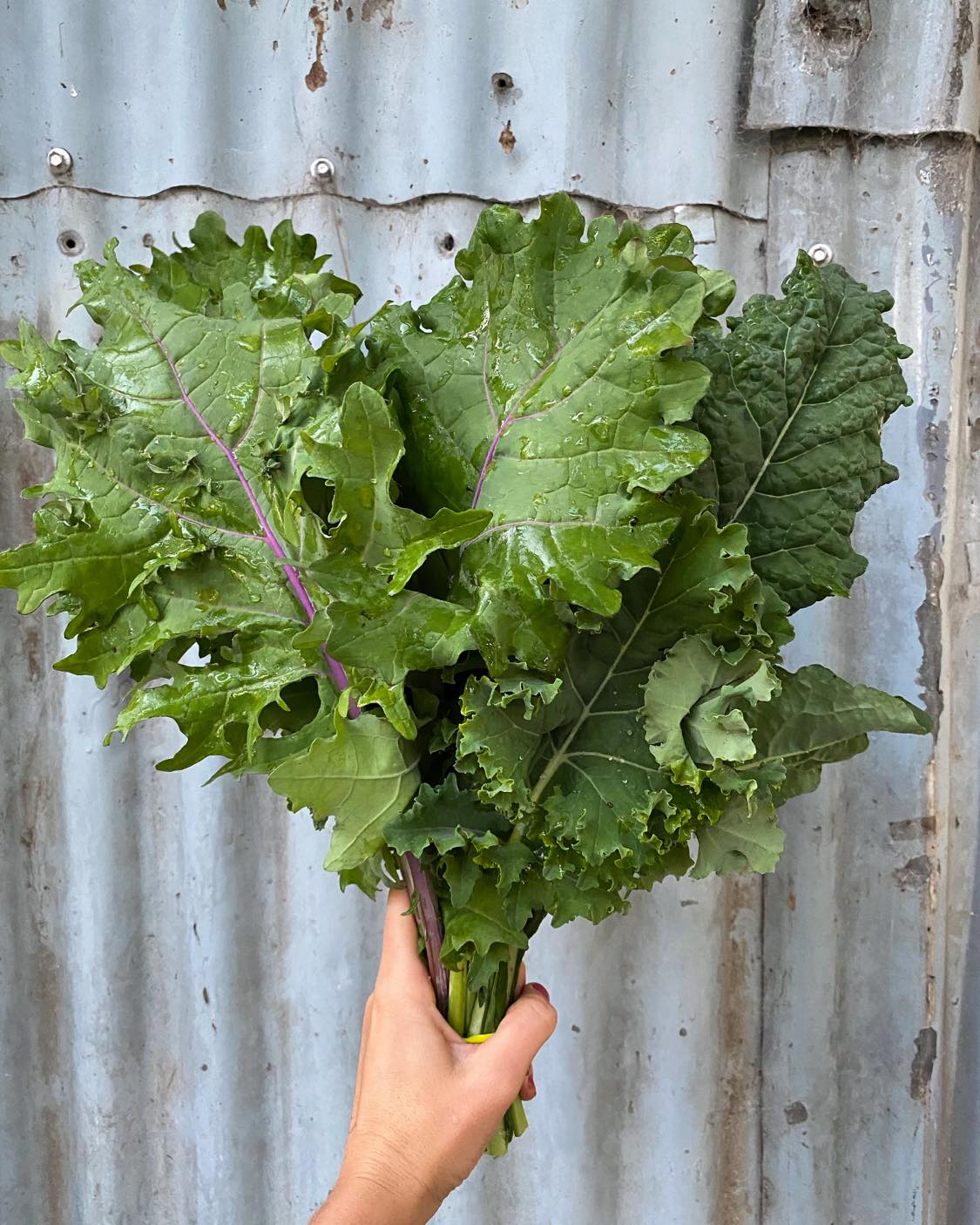 Kale