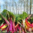 Rainbow Chard